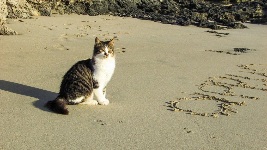 beach, cat, sea-1958406.jpg